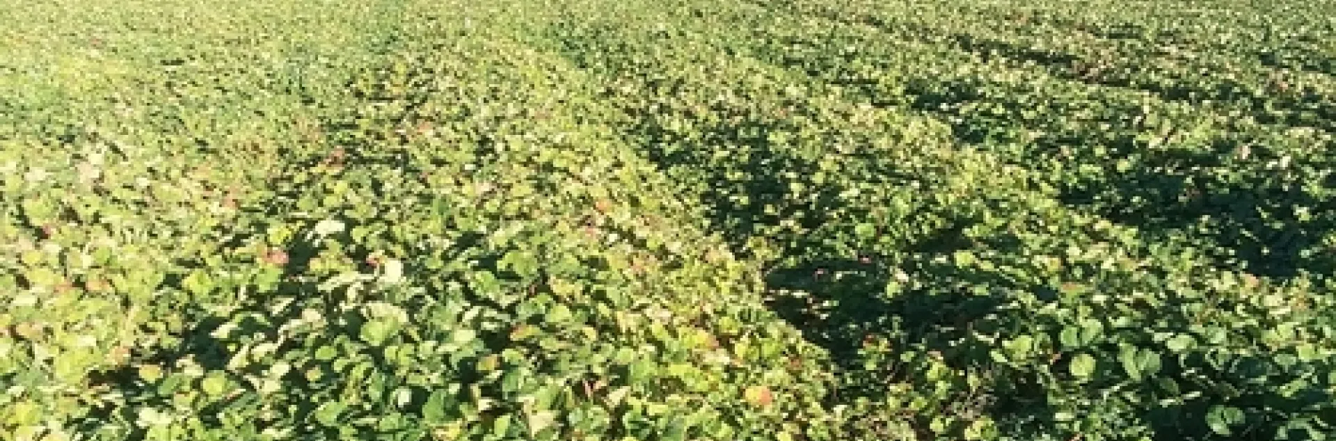 Monterey, MacDoel, Oct 22, 2020. Some change to plants visible as they enter dormancy. Photo courtesy Doug Thomas, Crown Nursery