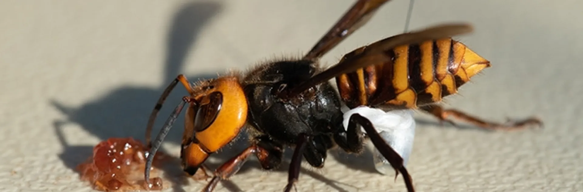The Asian giant hornet measures a little less than two inches long. A nest was recently discovered and destroyed near Blaine, Wash. (Photo courtesy of the Washington Department of Agriculture)