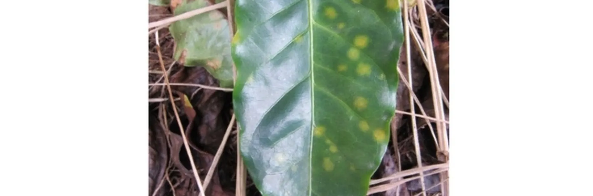 coffee leaf rust