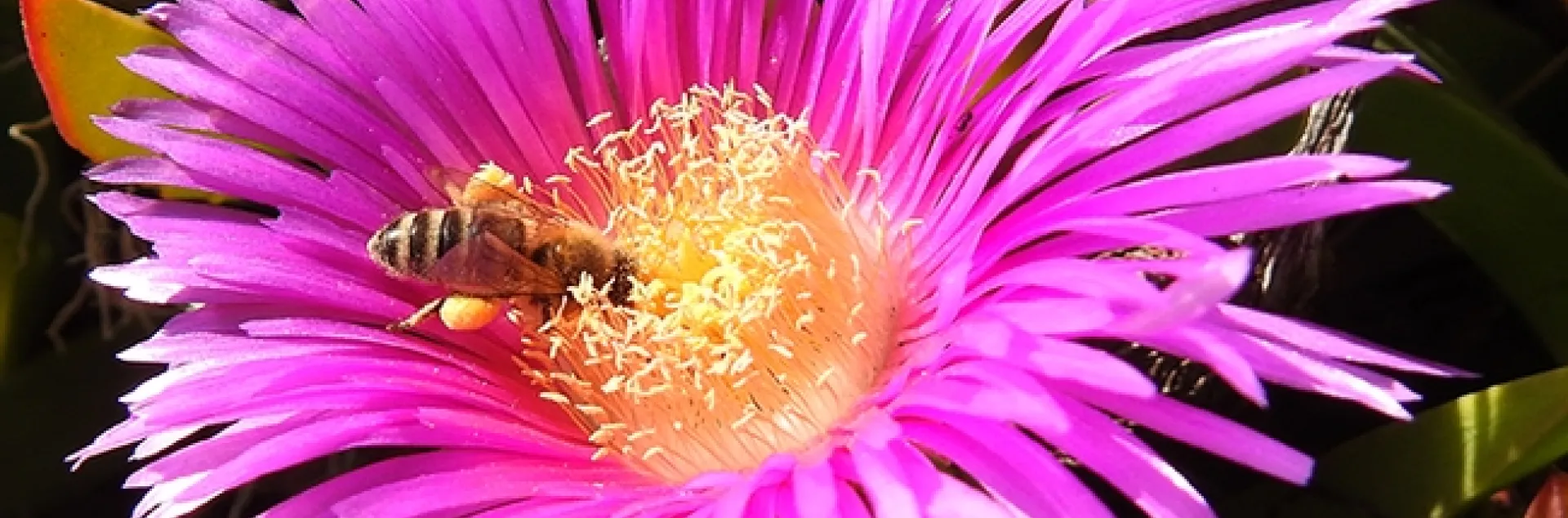 A honey bee foraging on ice plant along Doran Beach, Bodega Bay. Both the bee and the plant are non-native. (Photo by Kathy Keatley Garvey)