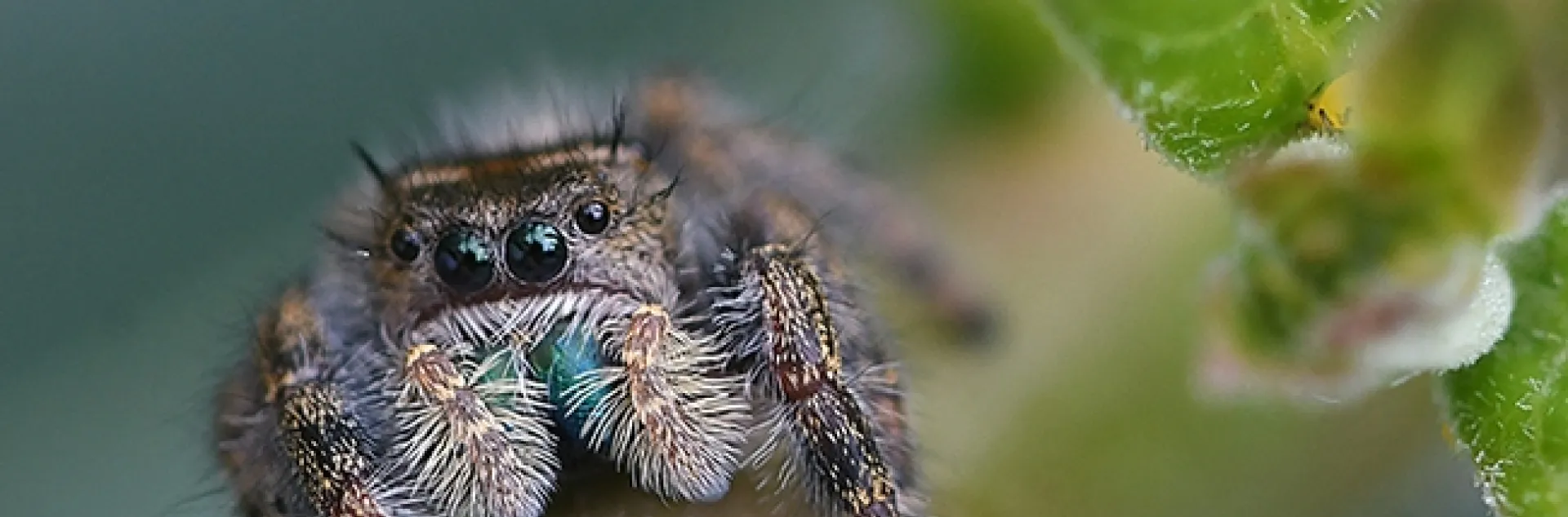 A jumping spider, member of the Salticidae family, perches on a tropical milkweed plant and eyes the photographer. Friend or foe? (Photo by Kathy Keatley Garvey)