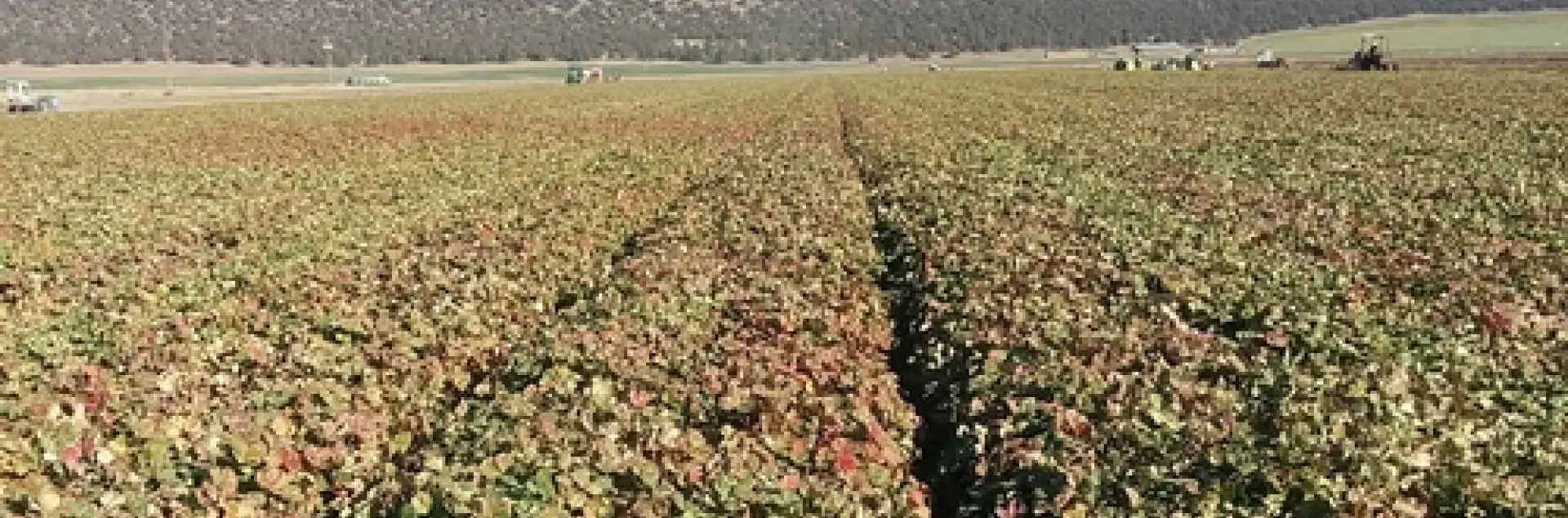 Monterey variety strawberries at Macdoel Oct 29. Photo courtesy Doug Thomas, Crown Nursery