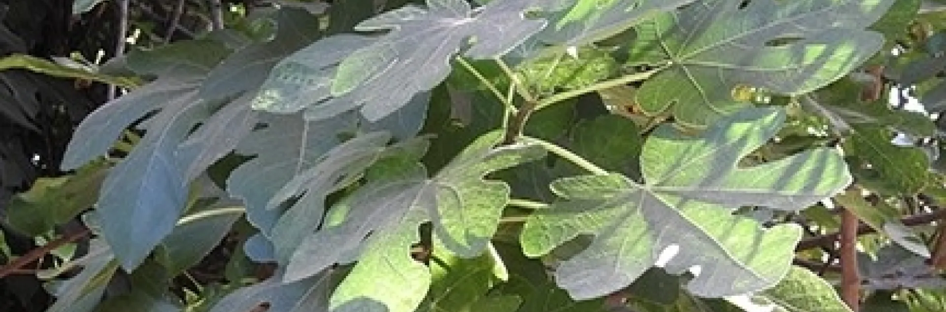 fig leaves