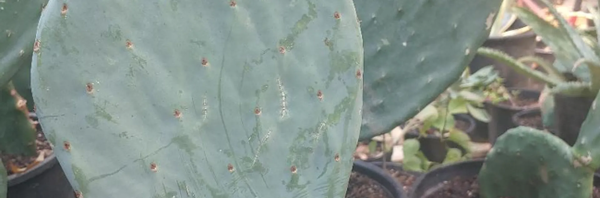 Opuntia 1