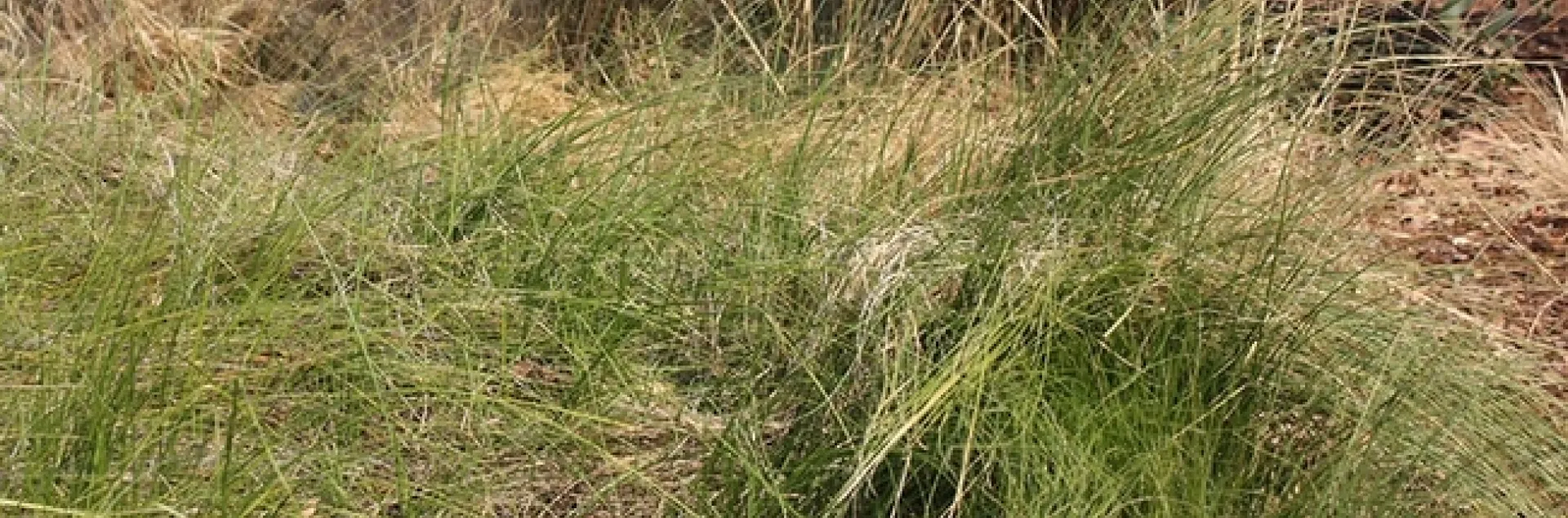 ornamental grass alex russell