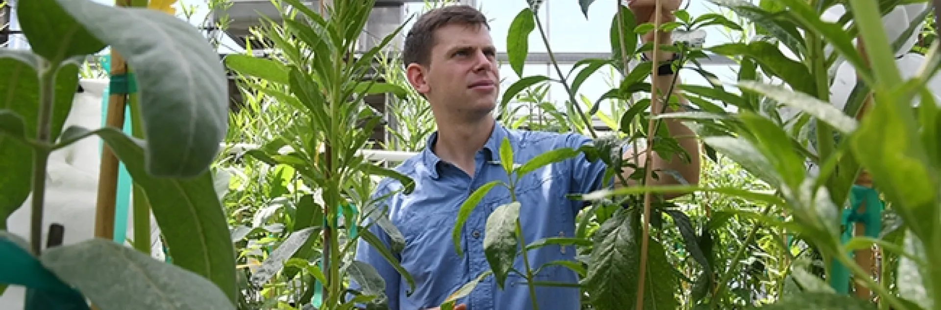 Micah Freedman reared monarchs in a UC Davis greenhouse before receiving his doctorate in population biology and heading for the University of Chicago as a postdoctoral fellow. He included some of the monarch dataset in the PNAS paper.(Photo by Kathy Keatley Garvey)