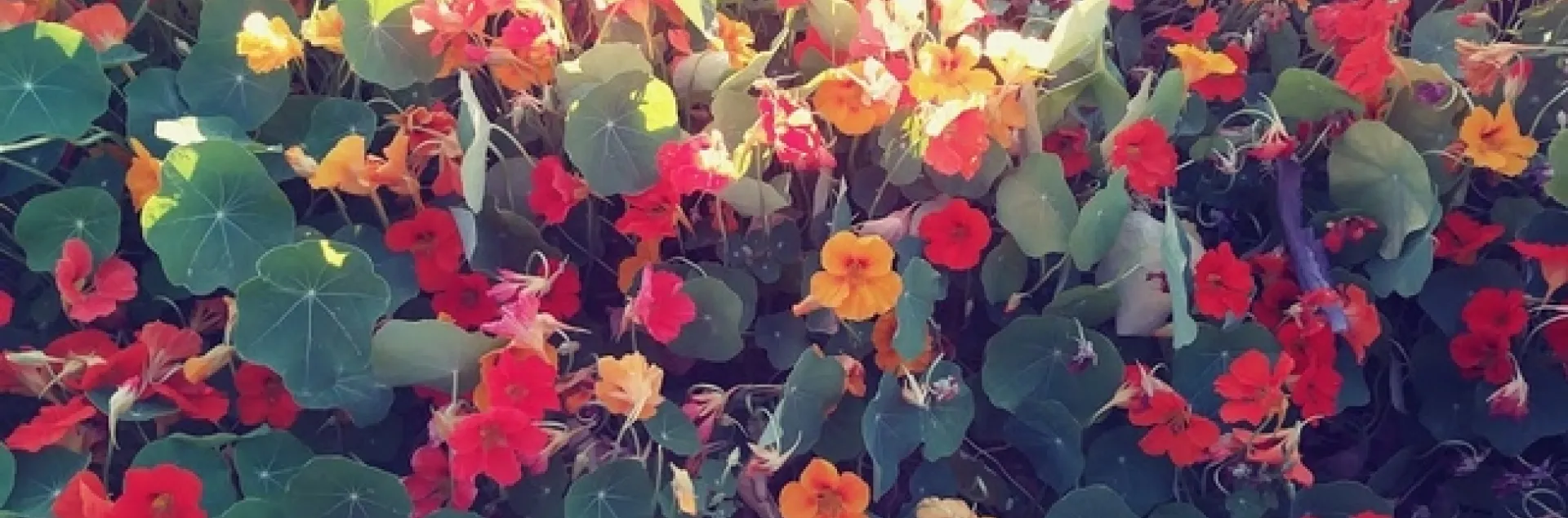 Nasturtiums