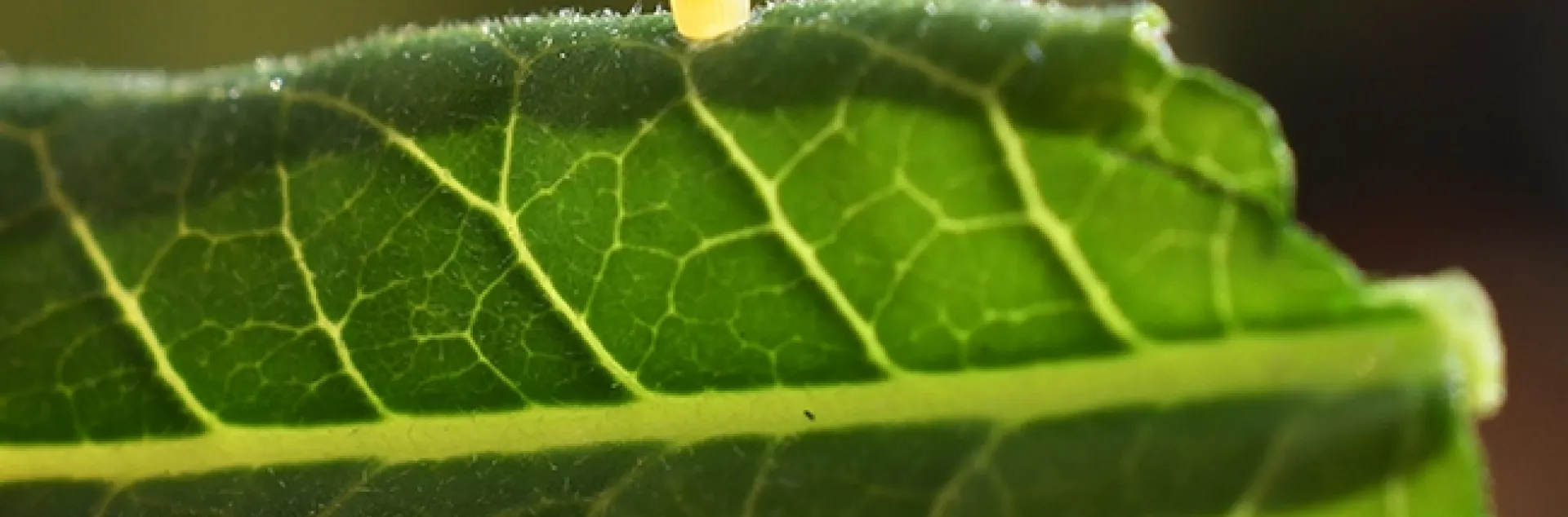 A monarch butterfly just deposited this egg on a milkweed leaf. (Photo by Kathy Keatley Garvey)