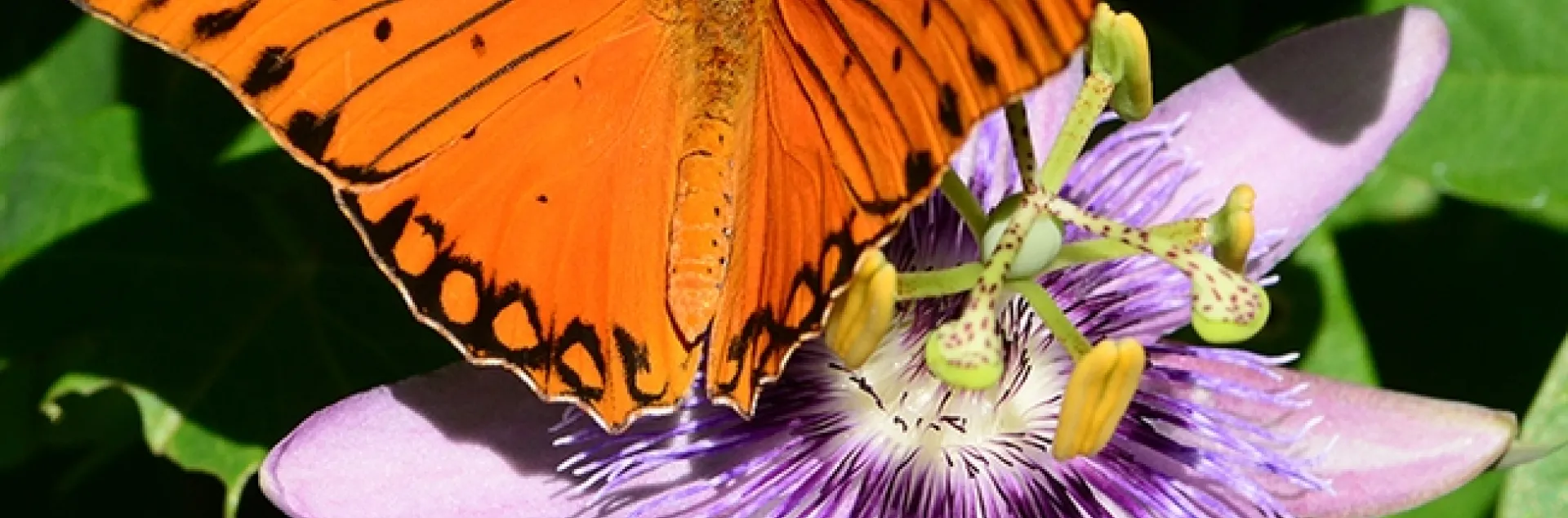 The Gulf Fritillary, Agaulis vanillae, spreads its wings on a passion flower in Vacaville, Calif. (Photo by Kathy Keatley Garvey)