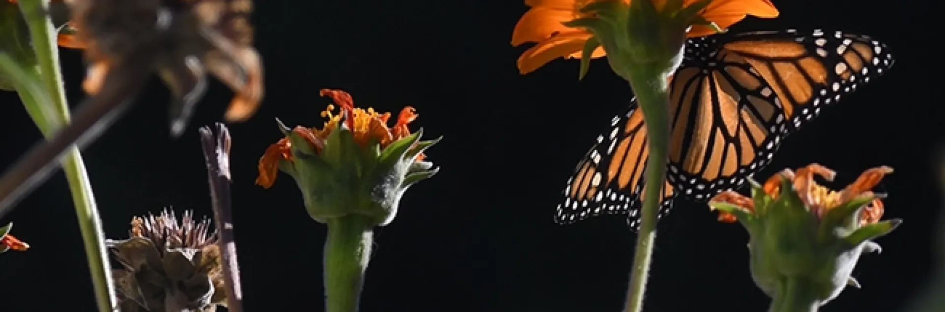 A monarch butterfly sipping nectar from a Mexican sunflower, Tithonia rotundifola, in Vacaville, Calif., on Oct. 30. (Photo by Kathy Keatley Garvey)