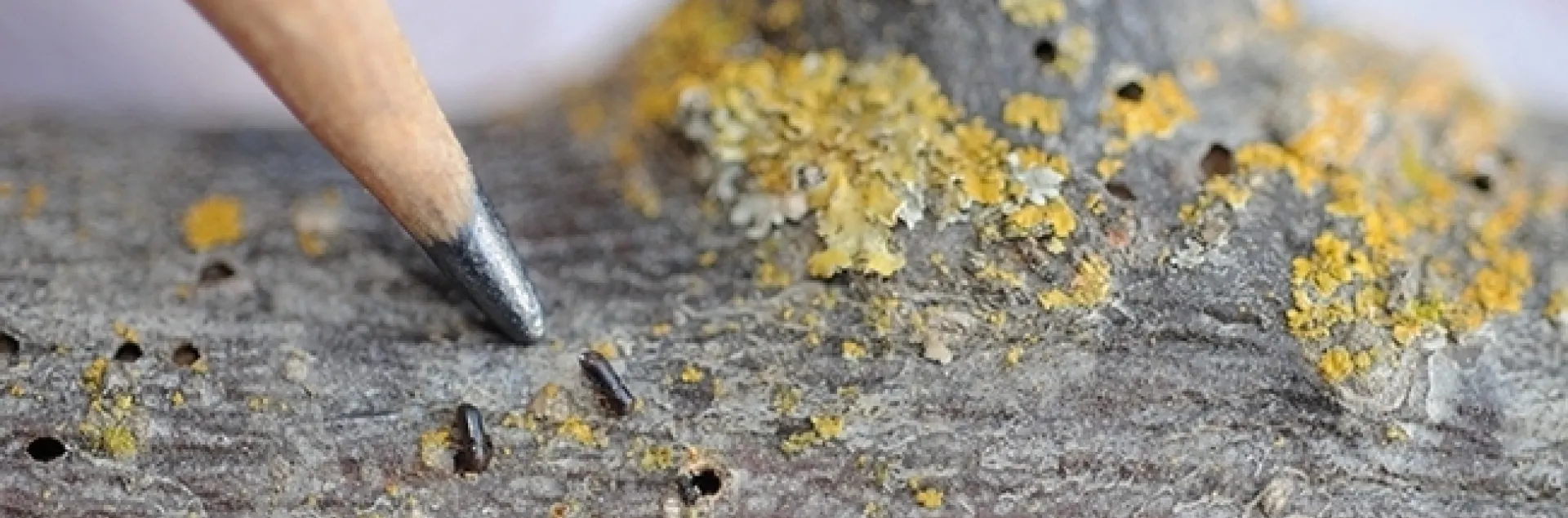 The walnut twig beetle, Pityophthorus juglandis, in association with a fungus, causes the thousand cankers disease. (Photo by Kathy Keatley Garvey)