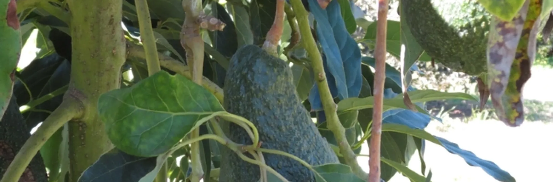 avocado stem damage frost