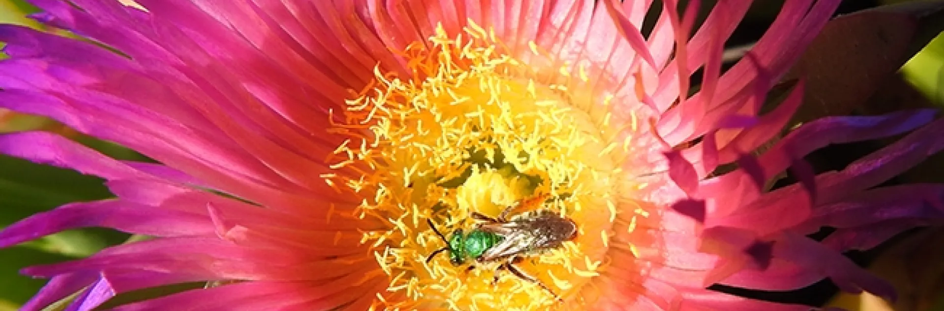 A male metallic green sweat bee, Agapostemon texanus, foraging on iceplant on Nov. 5 at a Bodega Bay's Doran Beach. (Photo by Kathy Keatley Garvey)