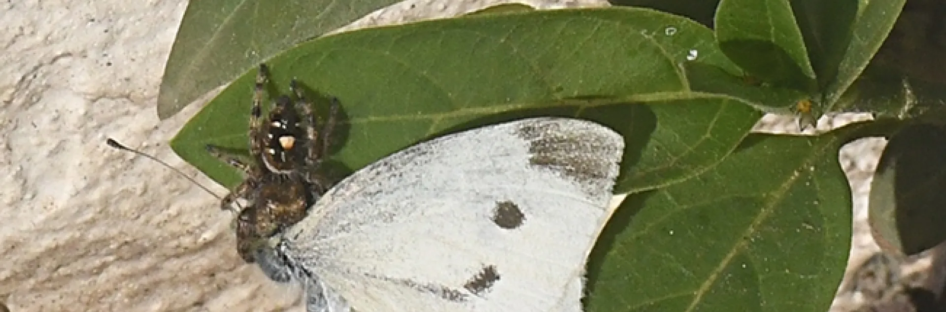 Herman the jumping spider nails a cabbage white butterfly. (Photo by Kathy Keatley Garvey)