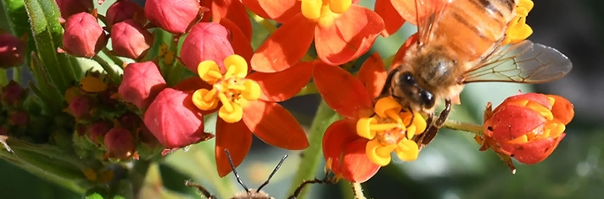 A honey bee nectars on tropical milkweed, while another bee gets ready to join her. (Photo by Kathy Keatley Garvey)