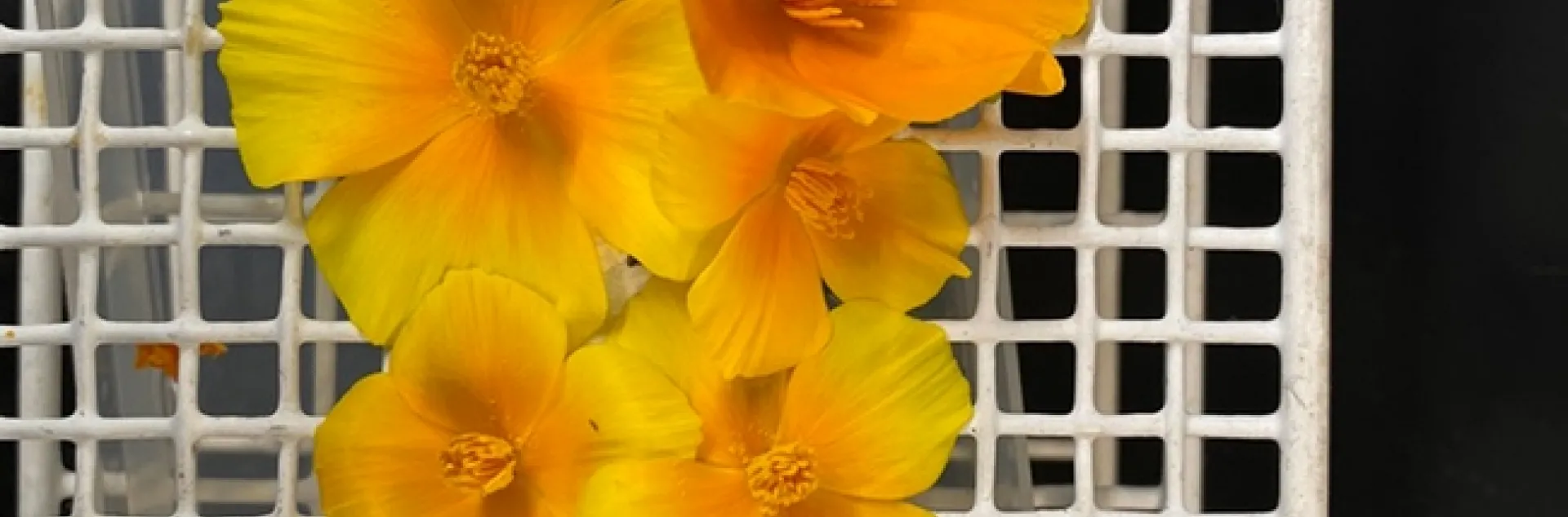 Doctoral student Shawn Christensen will present "Nectar Microbes Induce Pollen Germination to Access Scarce Nutrients" at the Davis Botanical Society meeting on Nov. 19. (Photo by Shawn Christensen)