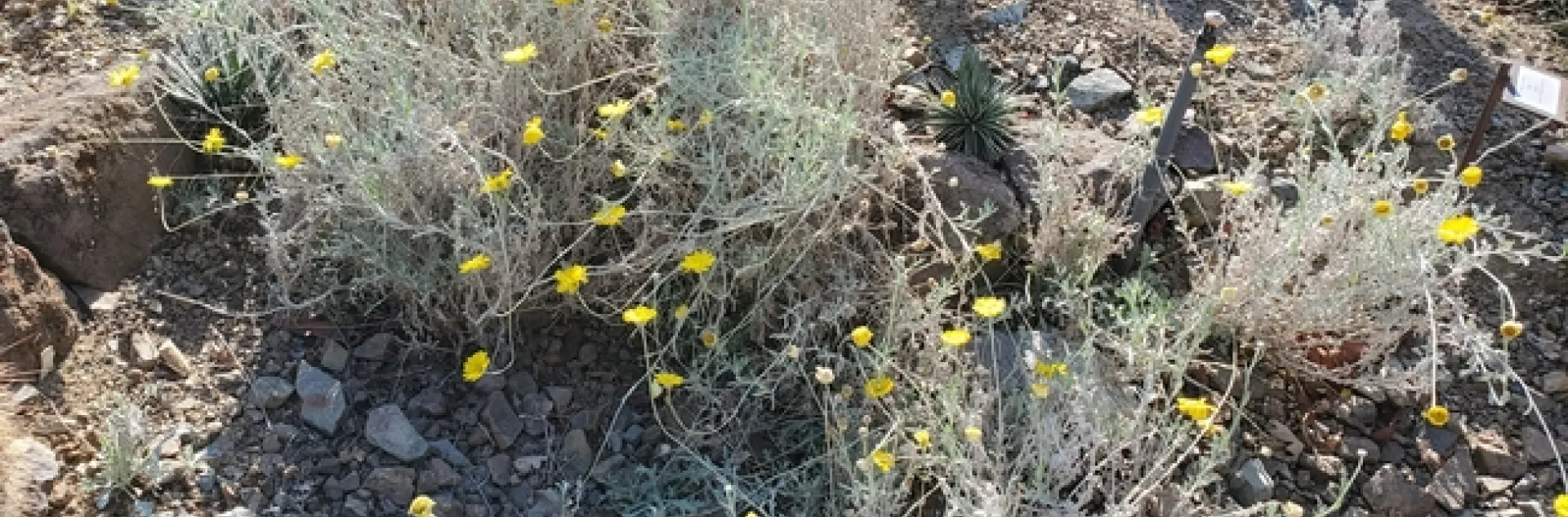 Baileya multiradiata - photo by Paula Pashby