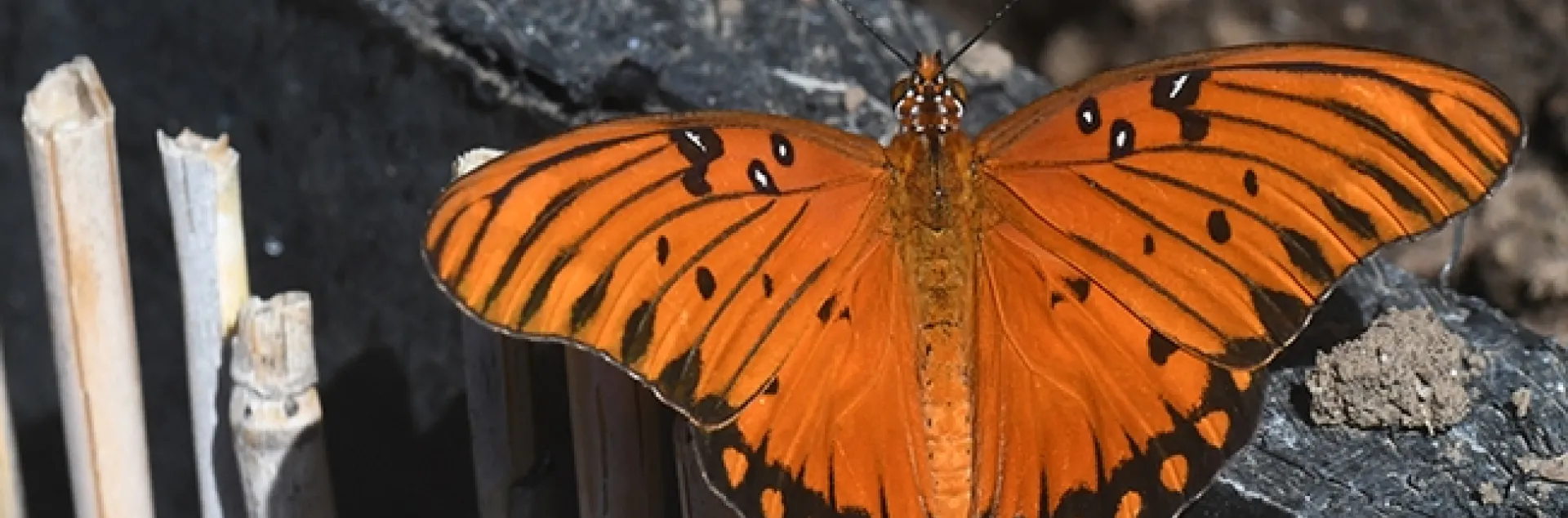 A Gulf Fritillary spreads its wings. (Photo by Kathy Keatley Garvey)