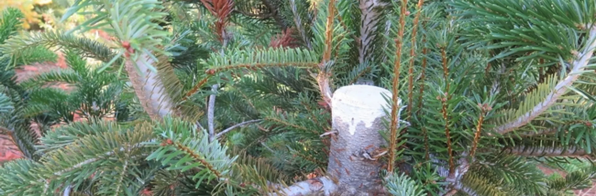 A stump cultured tree with sprouts regrowing.