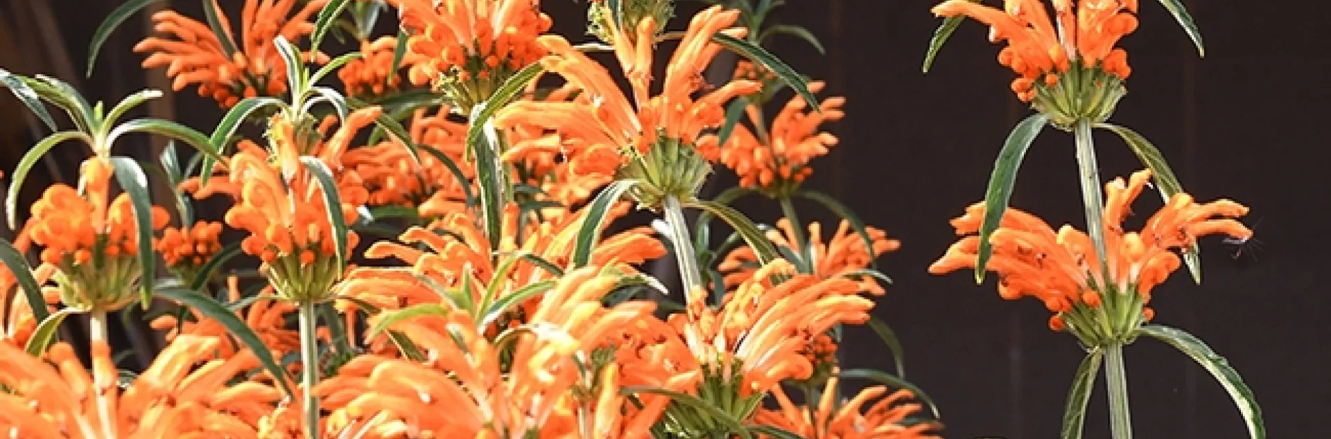 The lion's tail, Leonotis leonurus, is a native of South Africa and attracts birds, butterflies and hummingbirds. (Photo by Kathy Keatley Garvey)