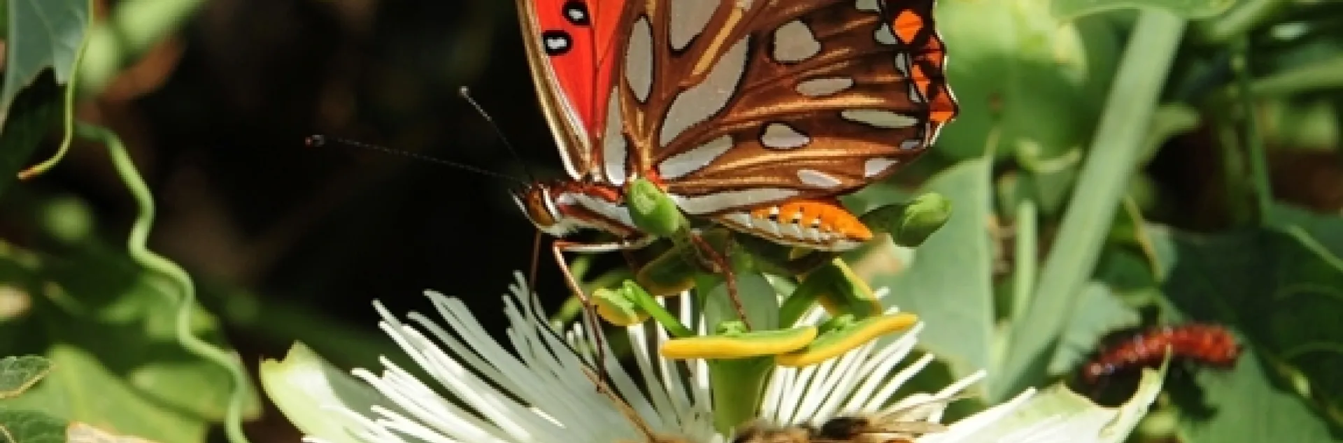 A Gulf Fritillary butterfly, Agraulis vanillae, shares the nectar of a passionflower (Passiflora) with three honey bees. (Photo by Kathy Keatley Garvey)