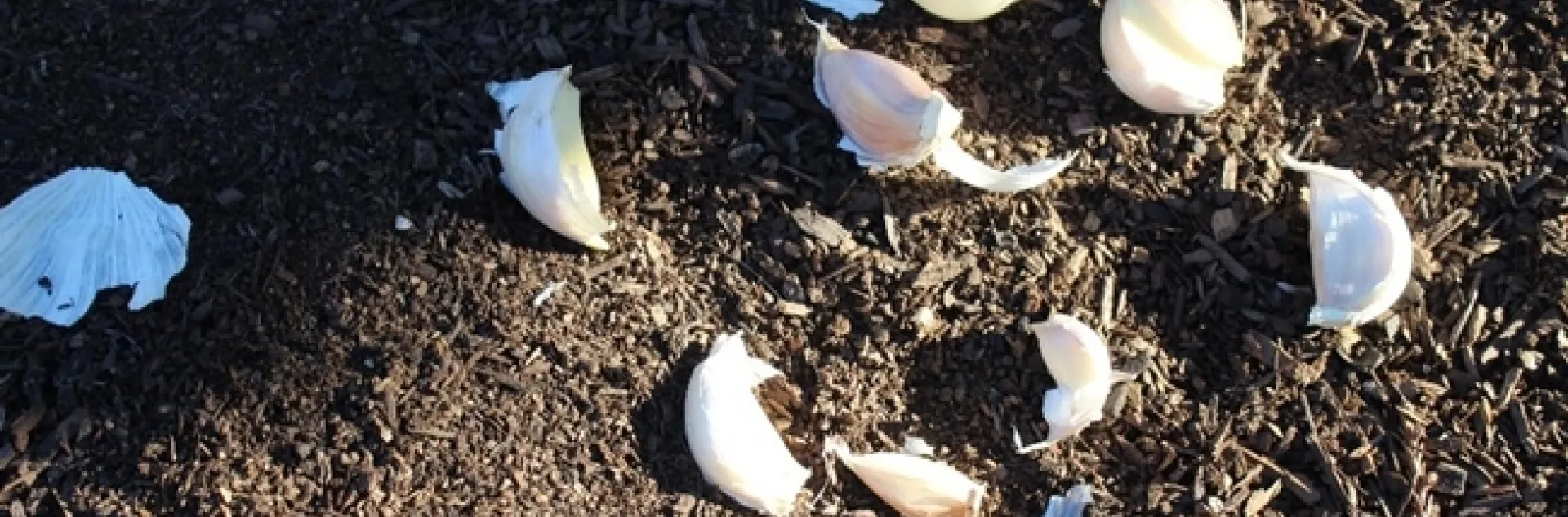 Separate the cloves. (photos by Brenda Altman)