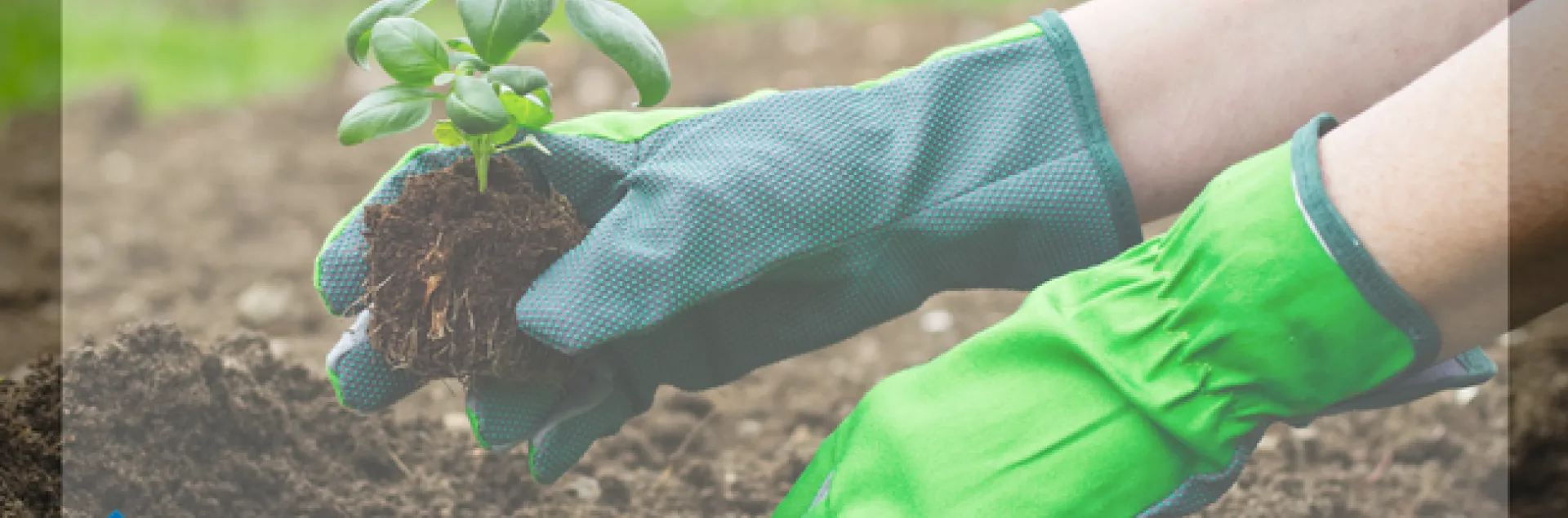 Green garden gloves planting