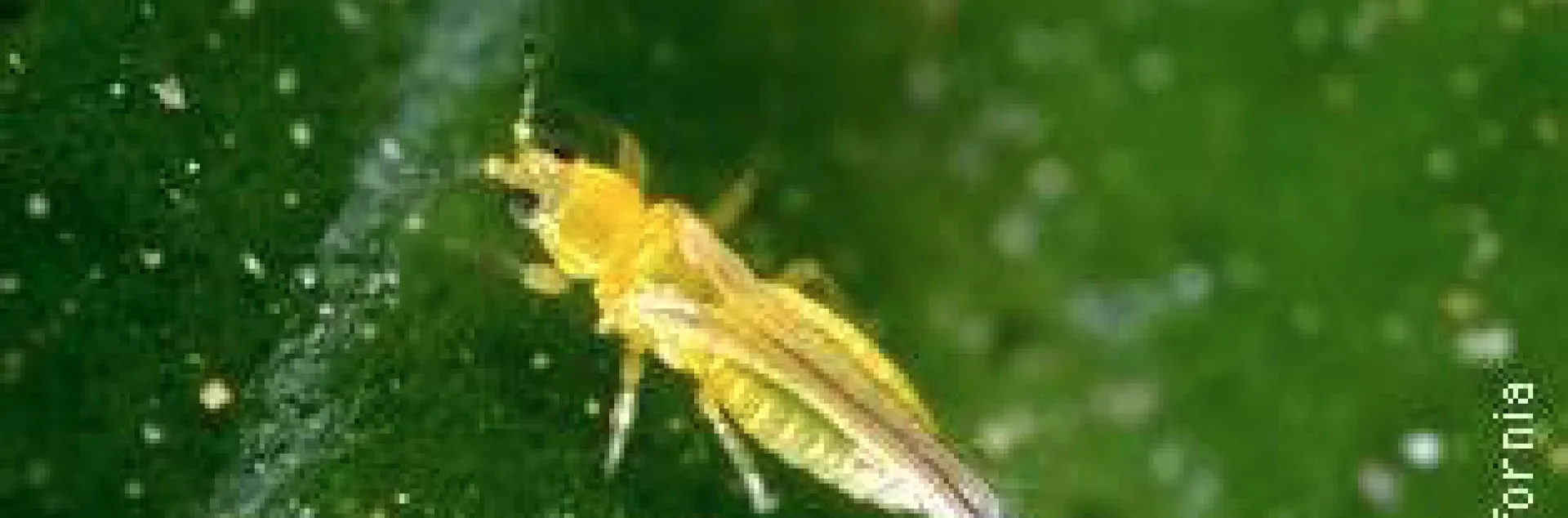 citrus thrips