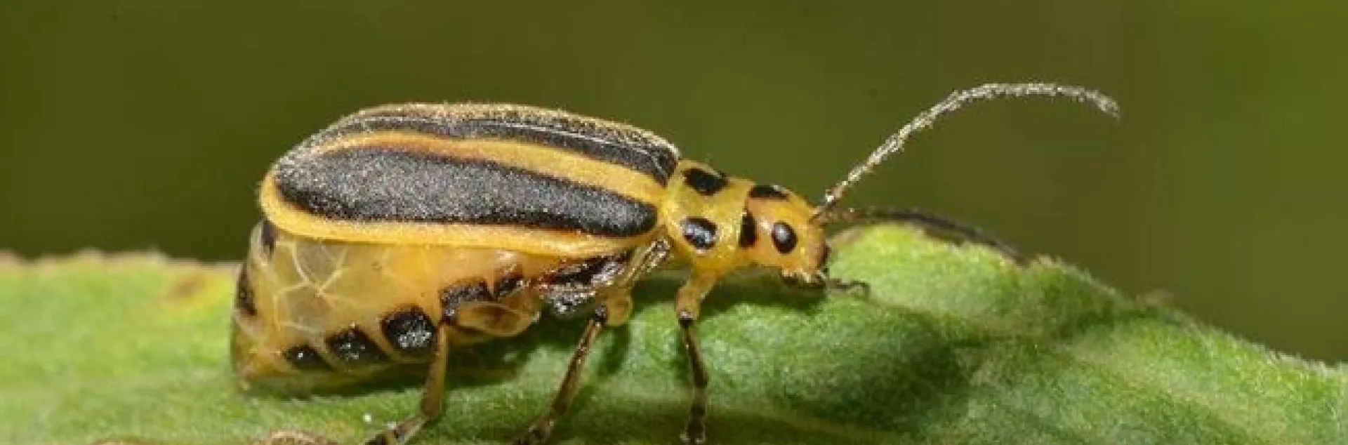 An adult goldenrod beetle. (Photo courtesy of Andre Kessler)
