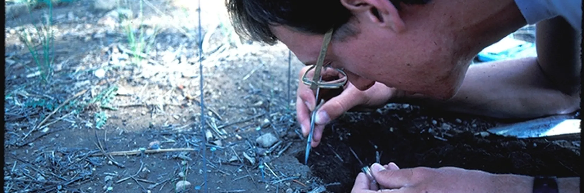 UC Davis student Jay Rosenheim digging a nest at UC Berkeley's Sagehen Creek Field Station, Truckee, in 1984.