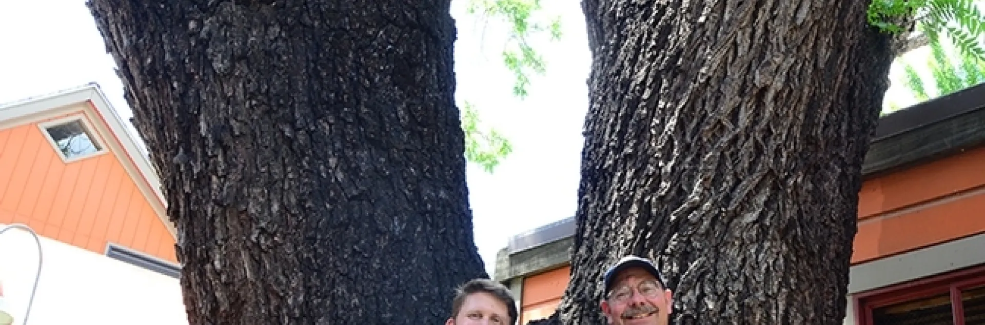 Forest entomologists Jackson Audley (left) and the late Steve Seybold next to a black walnut tree, the victim of thousand cankers disease, in downtown Davis. (Photo by Kathy Keatley Garvey)