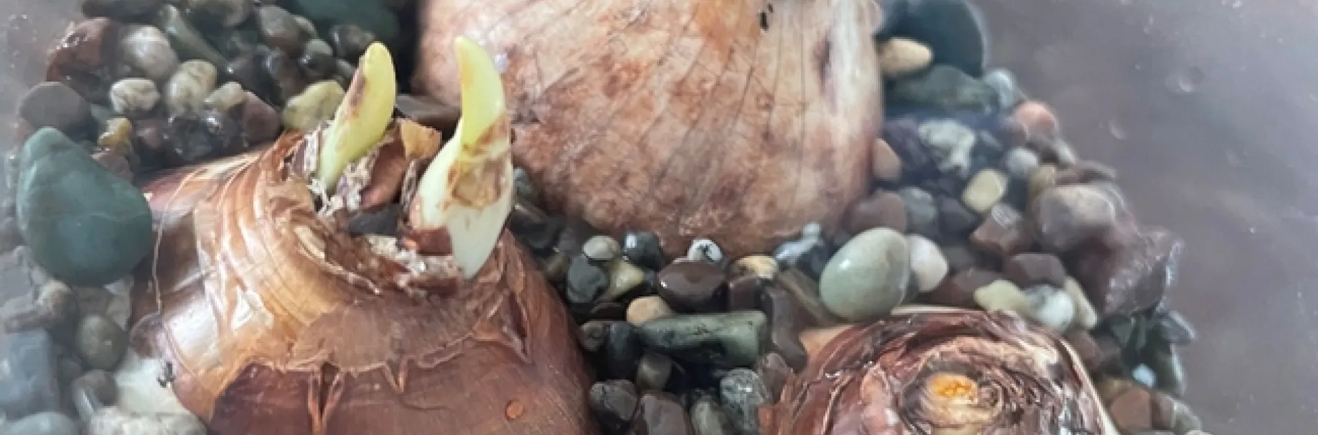 Photo by Alissa Bright