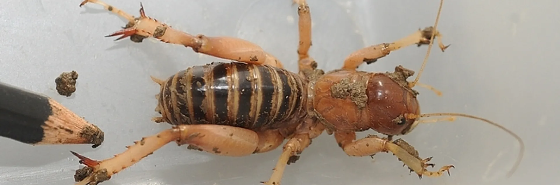 This is a Jerusalem cricket, commonly known as a "potato bug." Someone once described it as a "cricket on steroids." (Photo by Kathy Keatley Garvey)