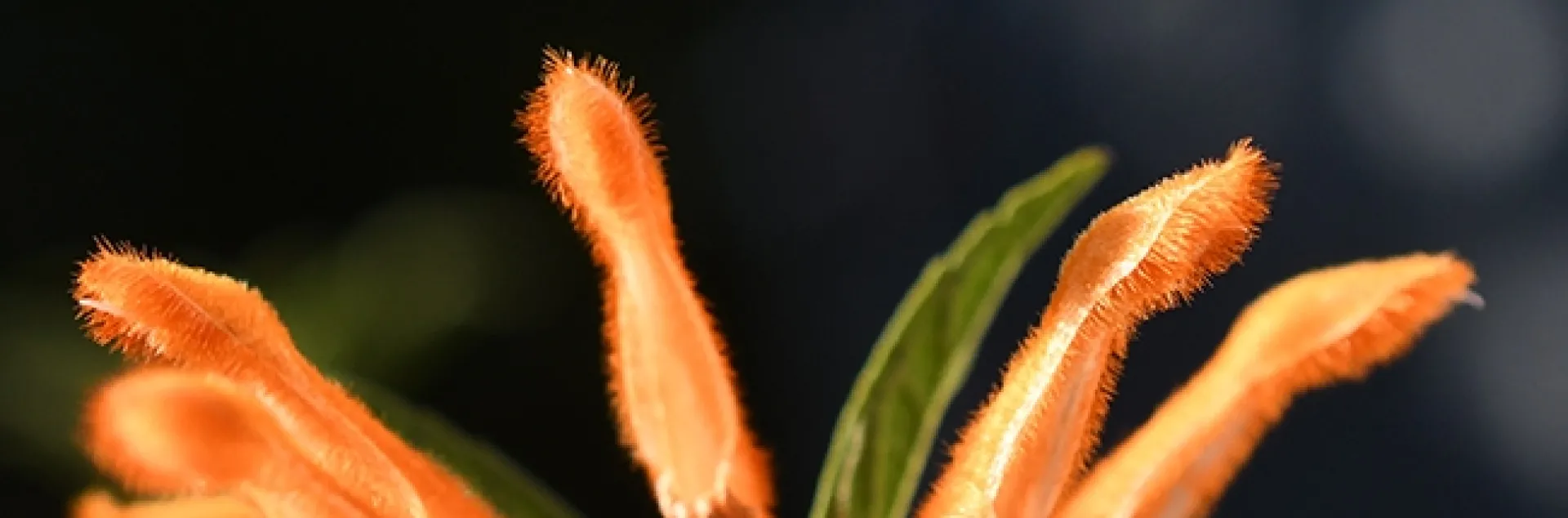A honey bee heads for the lion's tail, Leonotis leonurus, in Vacaville, Calif. on a sunny day in December.