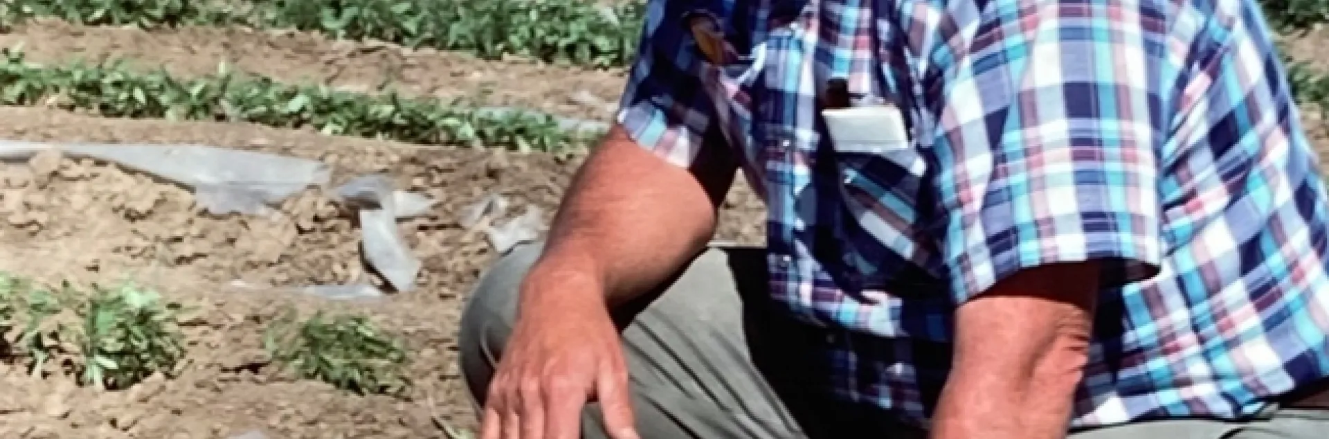 Don May kneels on plastic mulch in a strawberry field.