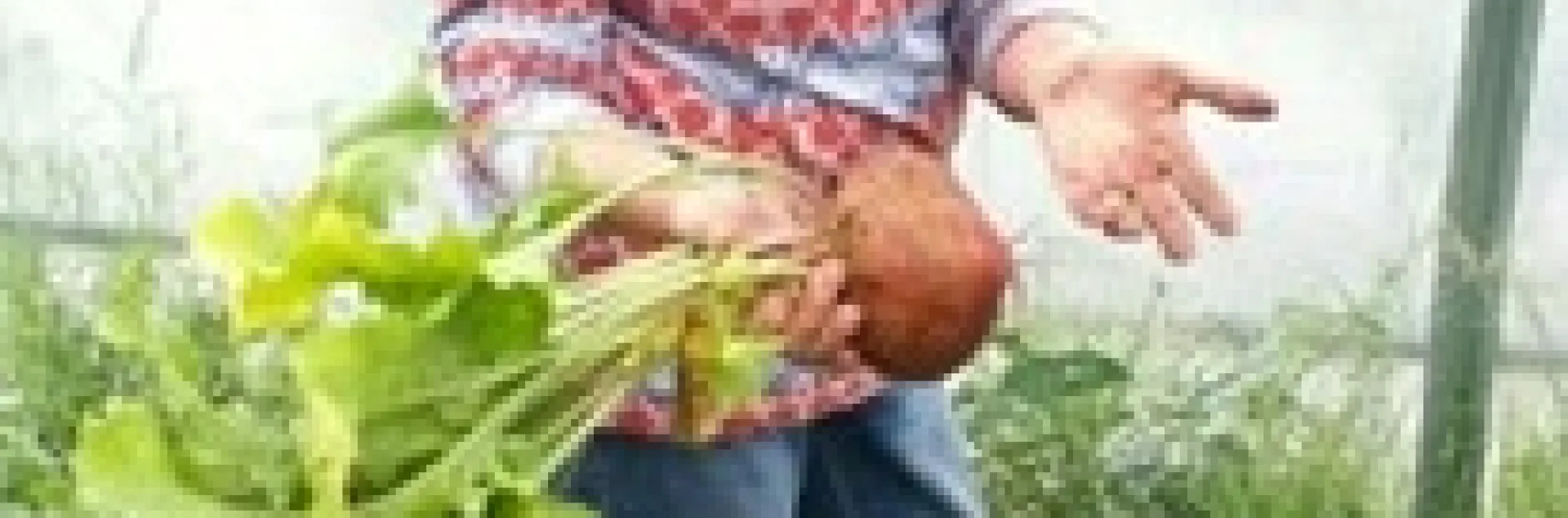 San Bernardino County Master Meredith Hergenrader showing golden beets that she grew in her greenhouse.