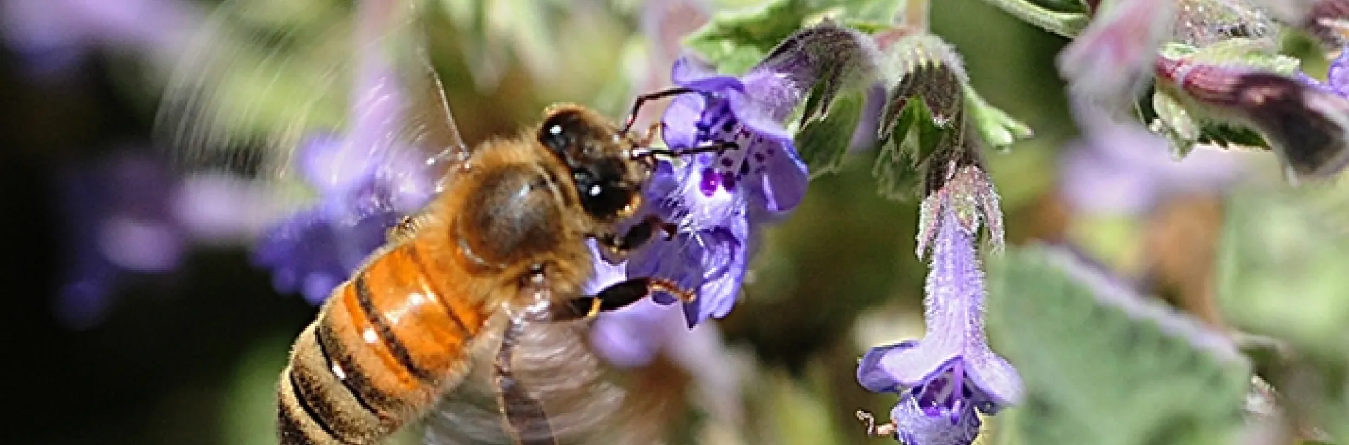 A honey bee buzzing in a patch of catmint. (Photo by Kathy Keatley Garvey)