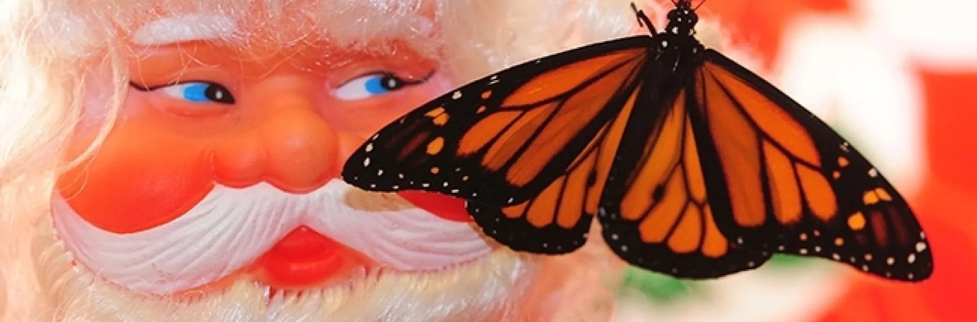 Santa Claus greets a monarch, which scientists say may be heading for extinction. (Photo by Kathy Keatley Garvey)