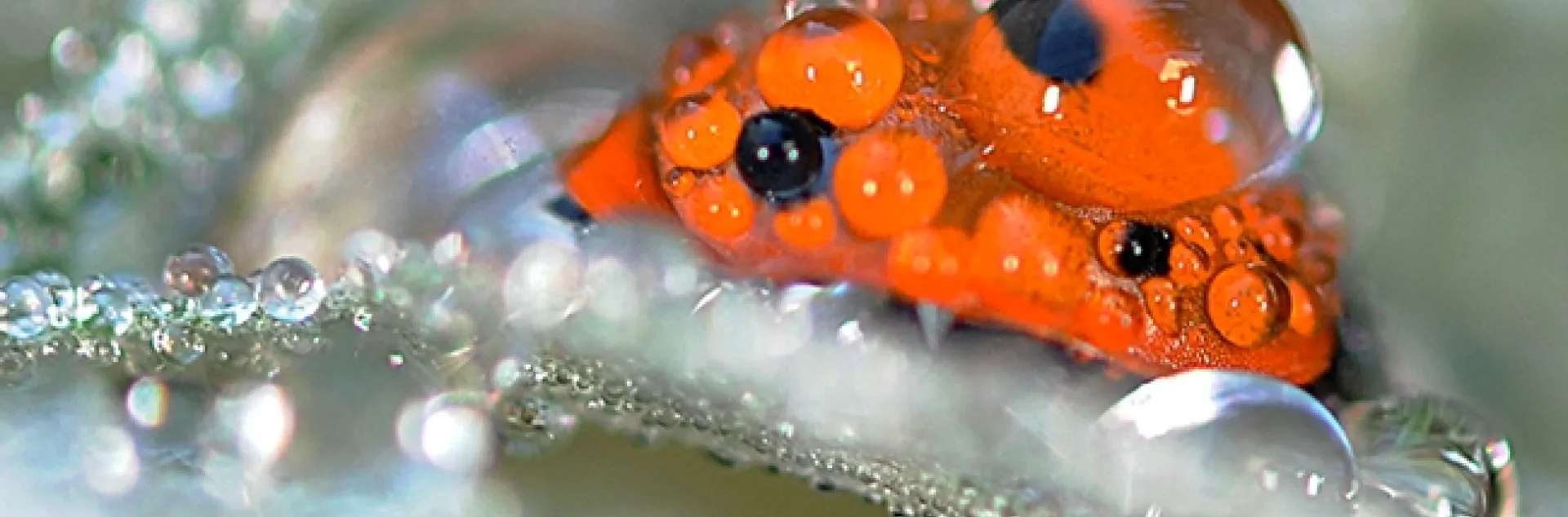 A lady beetle, aka ladybug, covered with rain droplets on Artemisia in Vacaville, Calif. (Photo by Kathy Keatley Garvey)