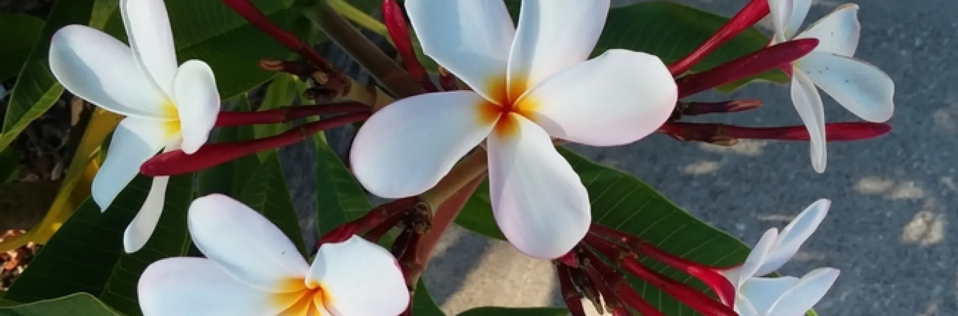 Photo by Polly Nelson