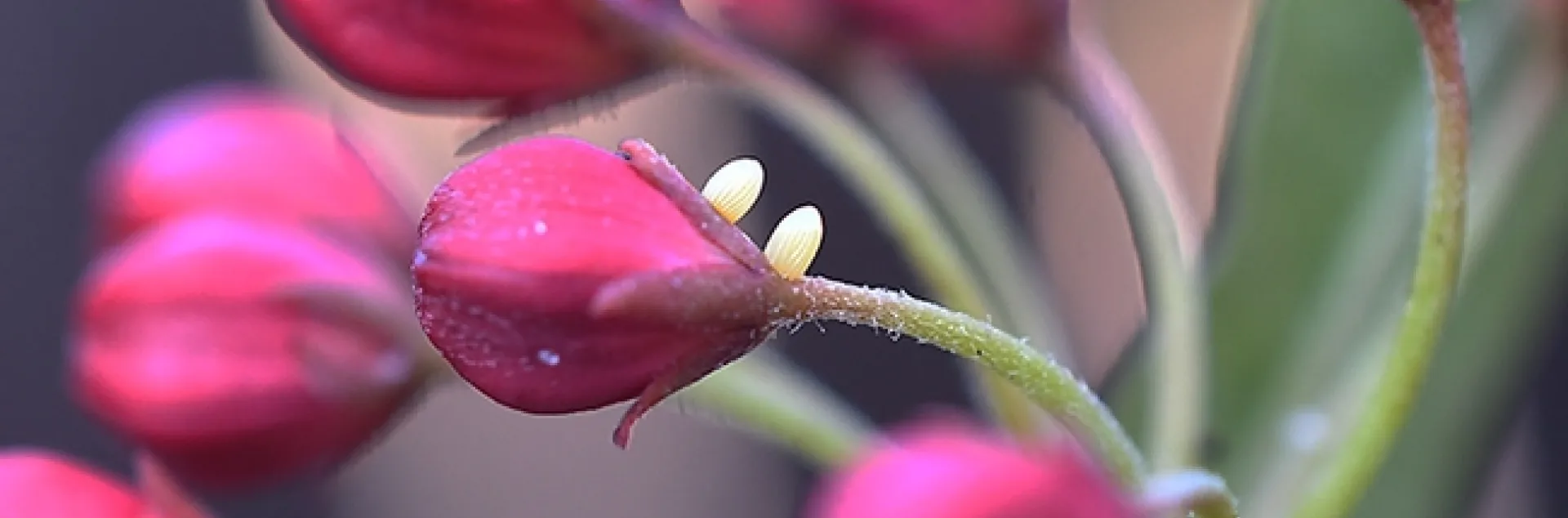 This "floral bouquet" of milkweed contains four monarch eggs. Image taken in Vacaville, Calif. (Photo by Kathy Keatley Garvey)