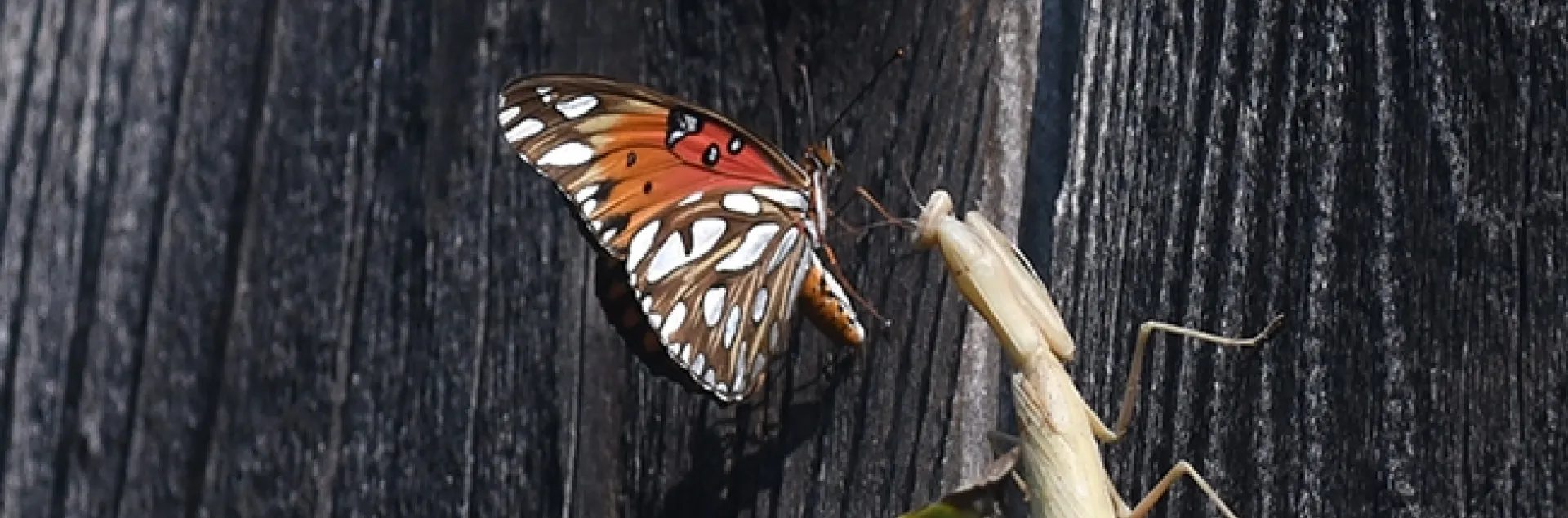 Oops! A Gulf Fritillary, Araulis vanillae, lands near a praying mantis, a female Mantis religiosa, in Vacaville, Calif. (Photo by Kathy Keatley Garvey)
