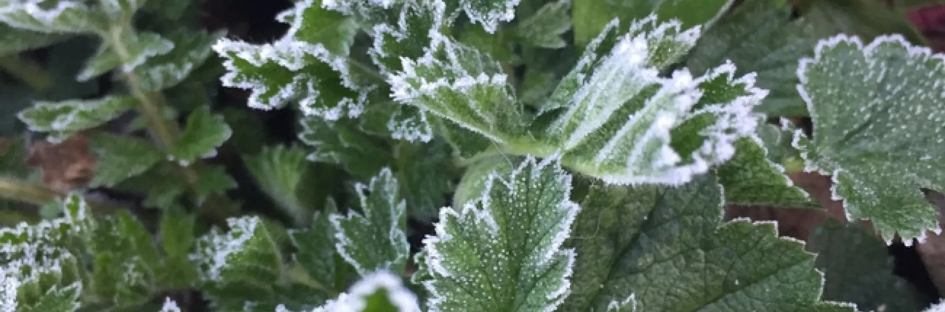 photo by Jennifer Baumbach