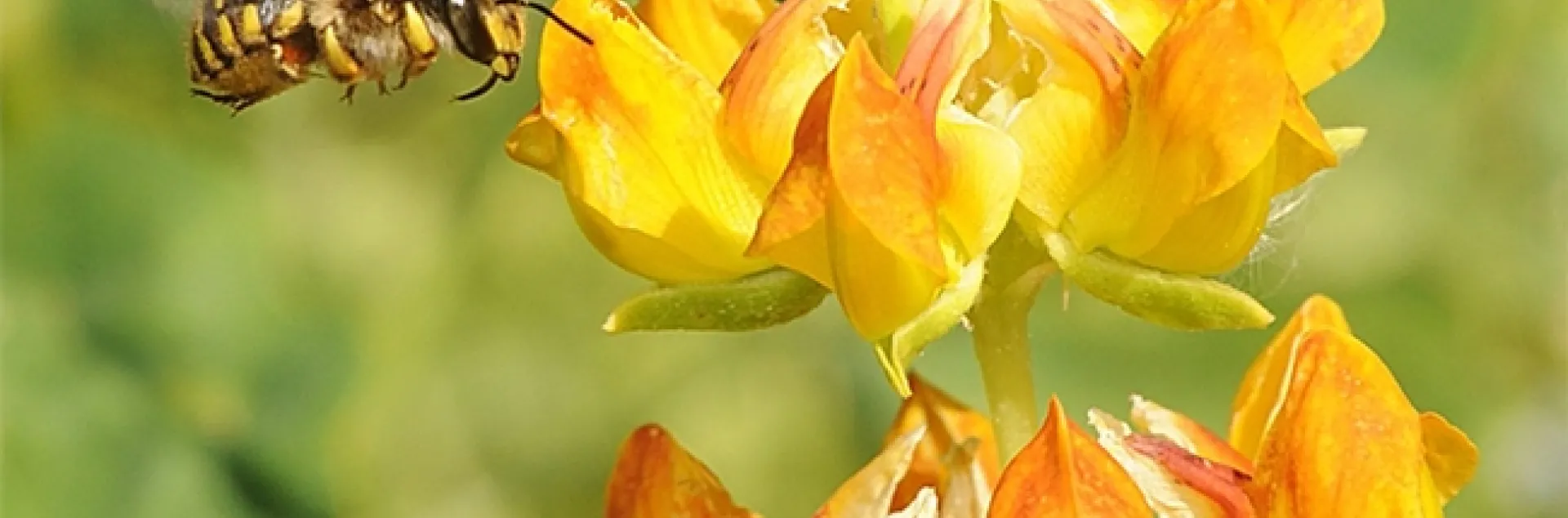 A European wool carder bee, Anthidium manicatum, heads for a snapdragon. (Photo by Kathy Keatley Garvey)