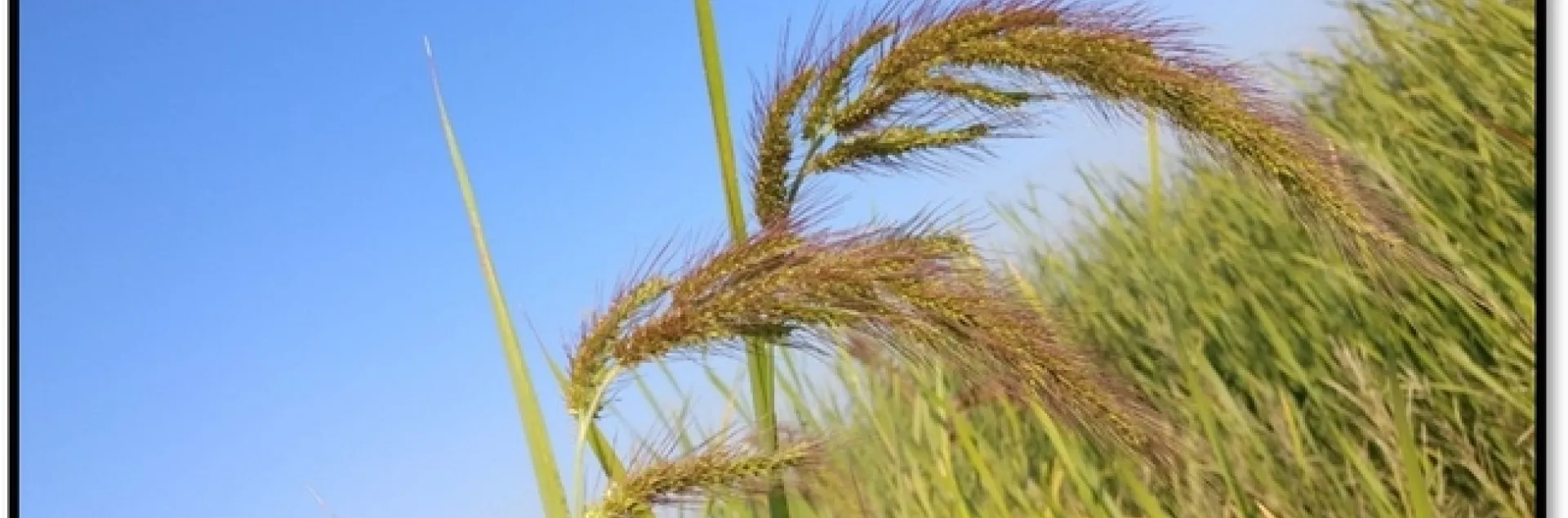 New/Unknown watergrass biotype in the field.