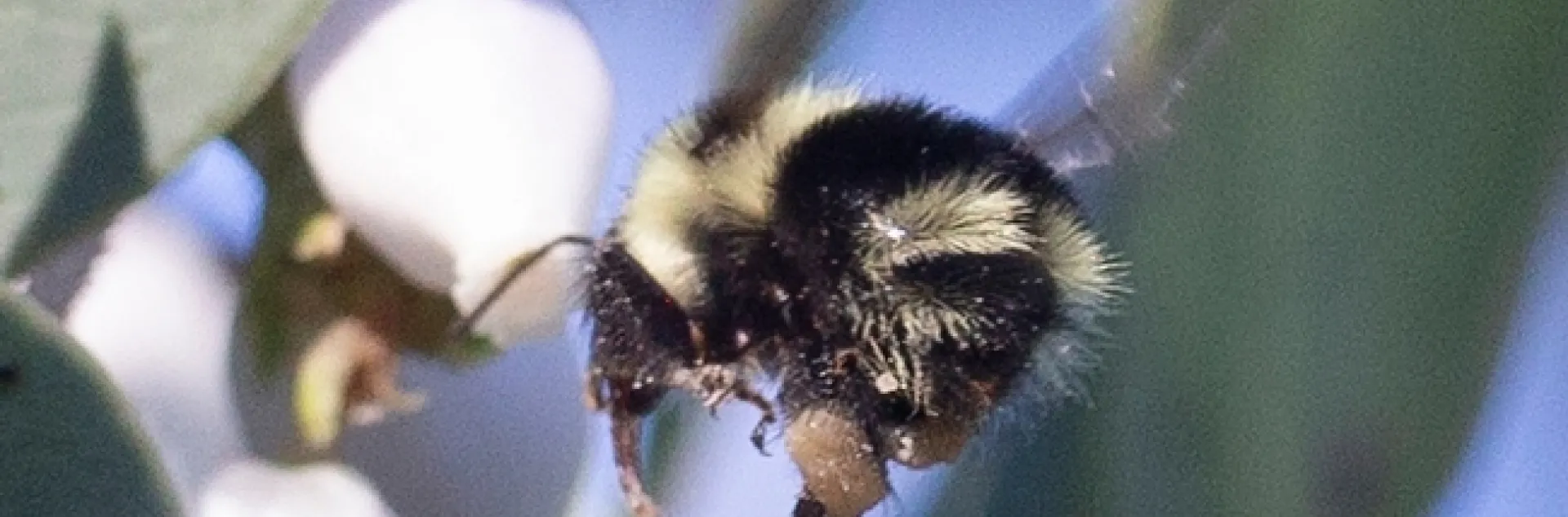 Allan Jones of Davis captured this image of a black-tailed bumble bee, Bombus melanopygus, on Jan. 6, 2020 in the UC Davis Arboretum and Public Garden. (Photo by Allan Jones)