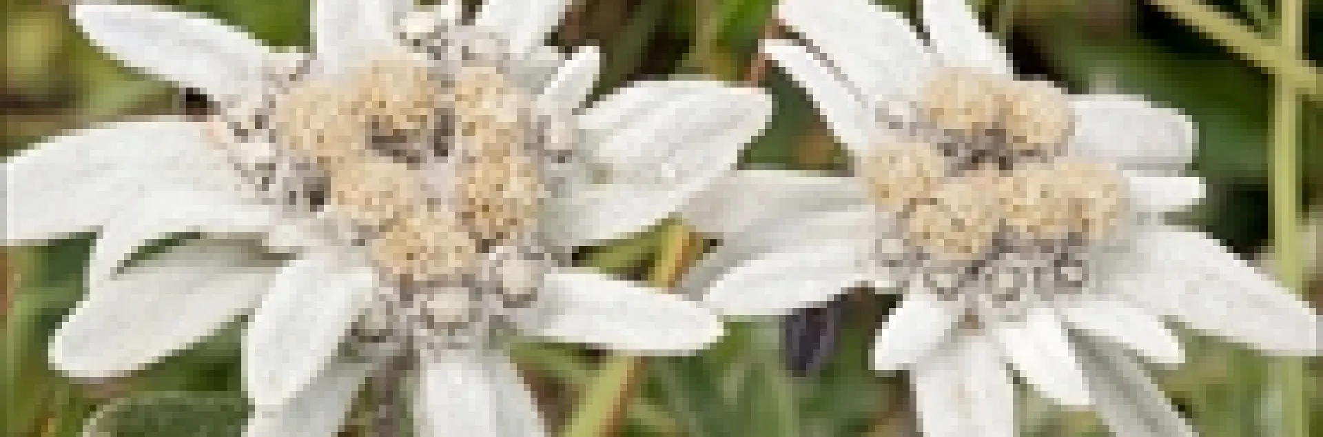 Edelweiss - Dr. Amadej Trnkoczy