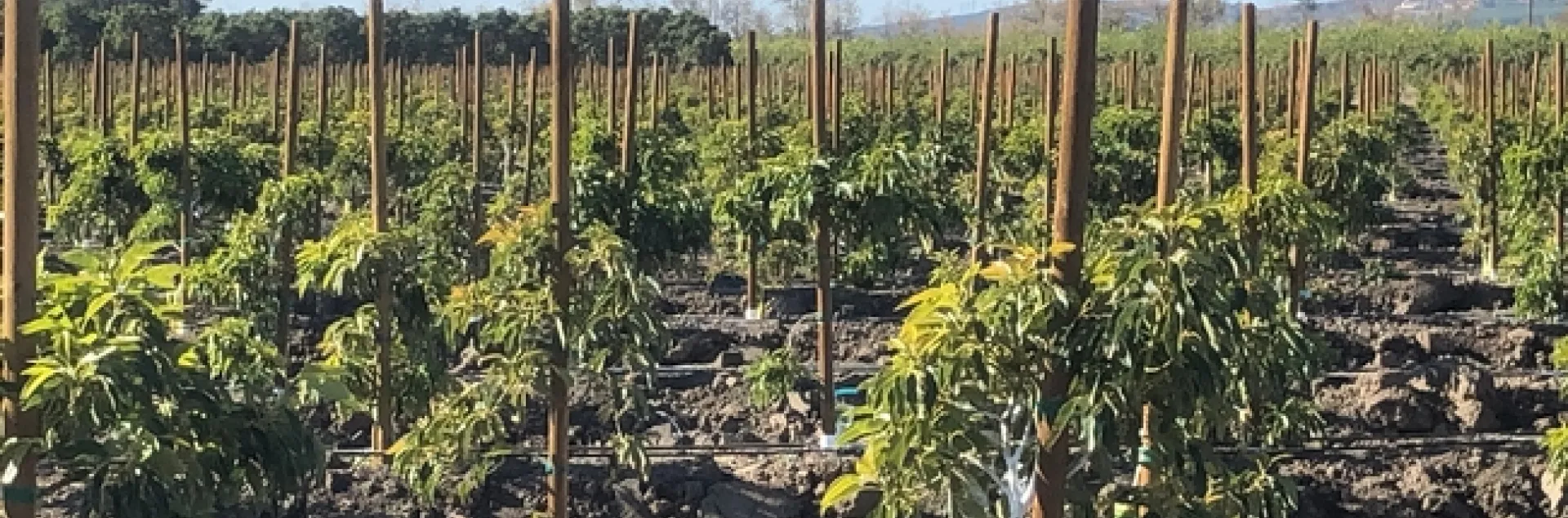 avocado hi density 5