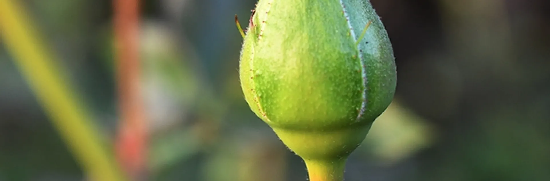 A lady beetle searching for aphids on a rosebud in the winter. (Photo by Kathy Keatley Garvey)
