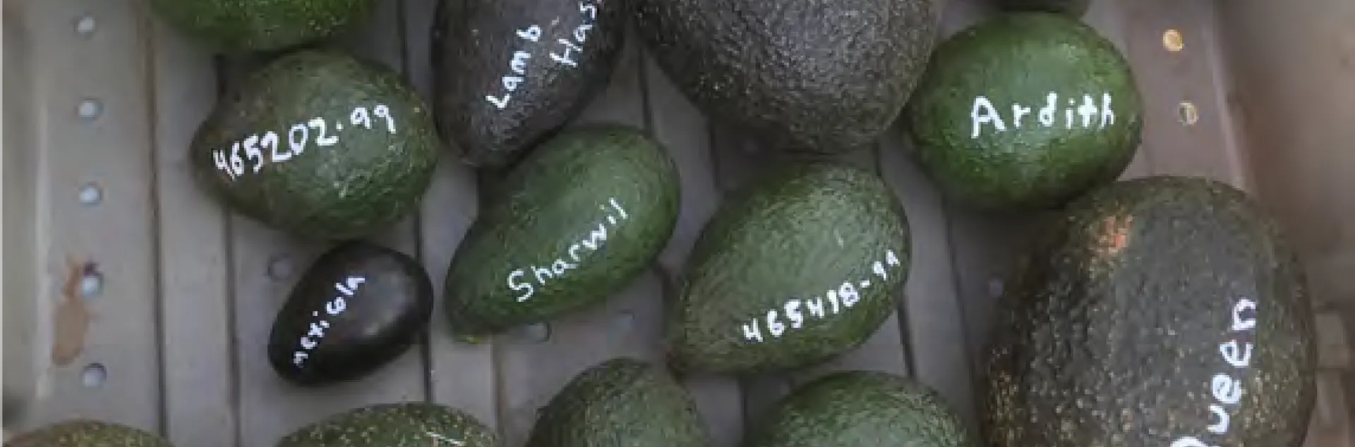 avocado varieities numbered